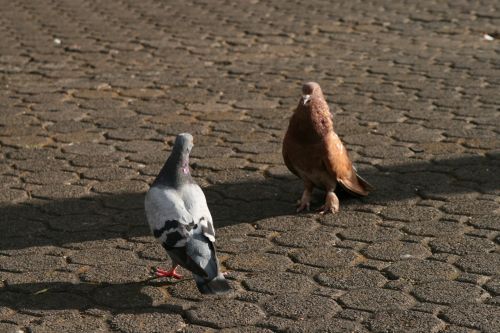 Pigeons