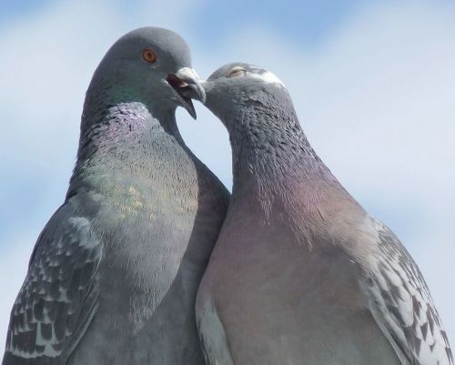 pigeons lovebirds bird