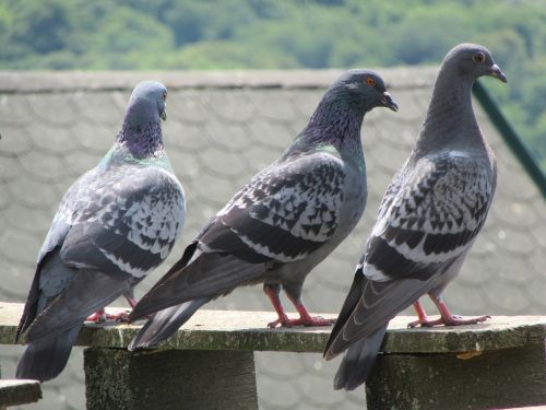 pigeons roof bird