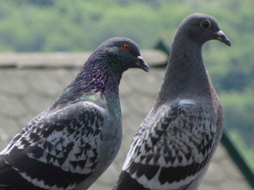 pigeons grey bird