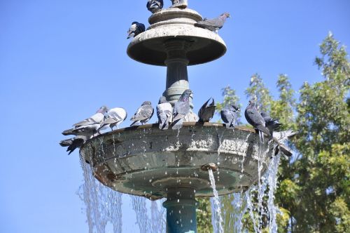 source pigeons pool