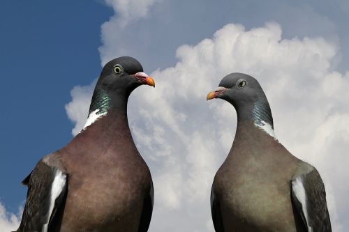 pigeons pigeon pair ringdove