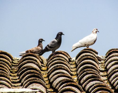 pigeons roof old house