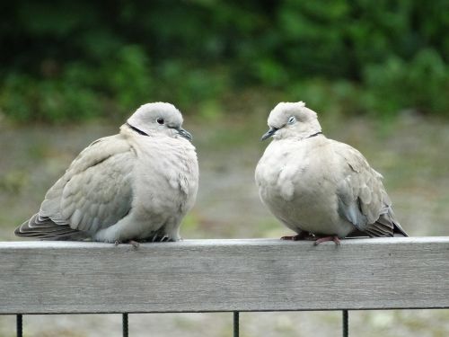 pigeons wood pigeon couple