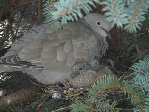 pigeons pisklaki family