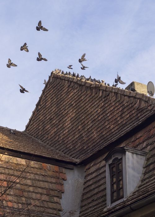 pigeons roof bird