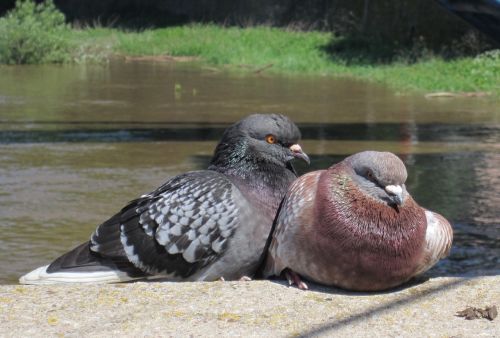 pigeons animal plumage