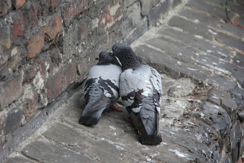 pigeons love feeling