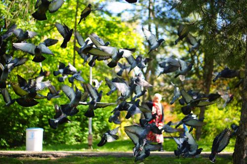 pigeons flock flying birds