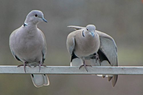 pigeons winter care
