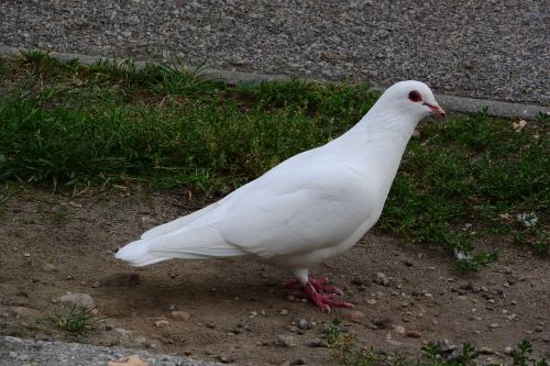 pigeons dove white dove