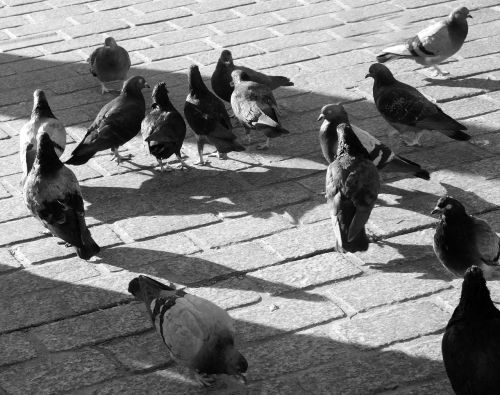 pigeons eat feeding