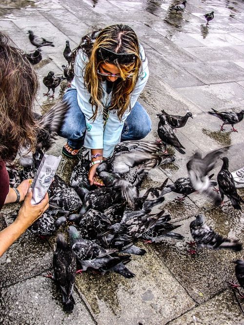 pigeons venice venezia