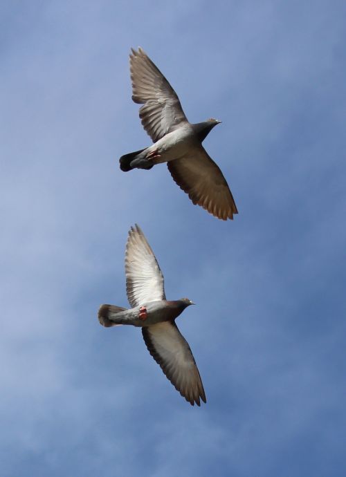 pigeons flight synchronously
