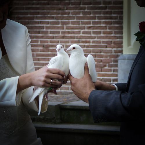 pigeons wedding getting married