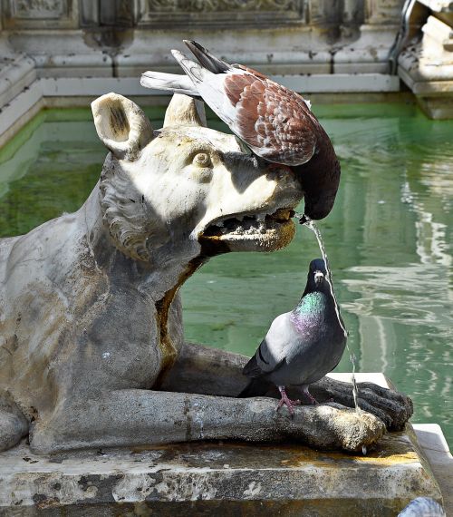 pigeons drink fountain