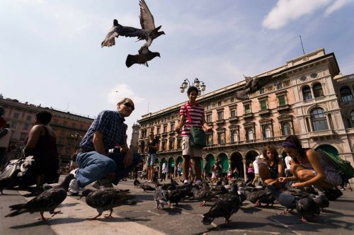 pigeons marketplace milan