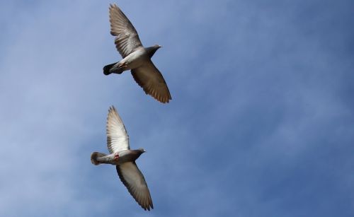pigeons pair flight