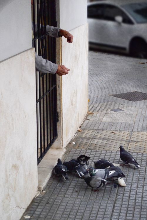 pigeons birds elderly