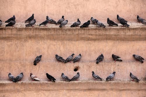 pigeons wall gathered