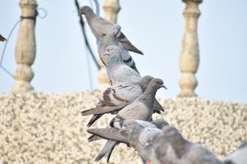 pigeons row of birds queue