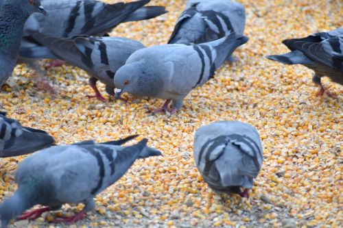pigeons eating corn