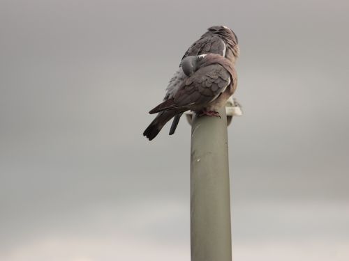 pigeons birds city pigeon