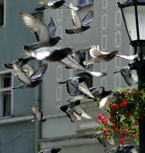 pigeons birds fly