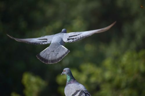 pigeons flight taking off