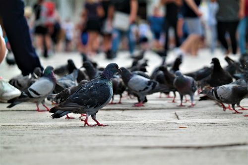 pigeons st mark's square venice