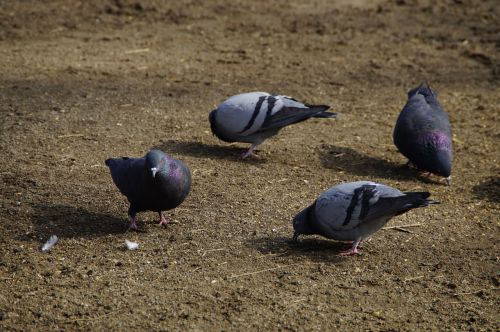 pigeons peck birds