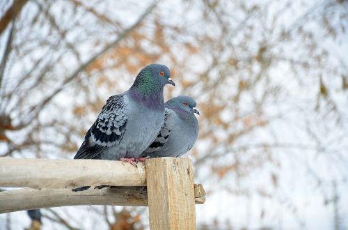 pigeons couple pair