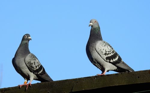 pigeons nature animals