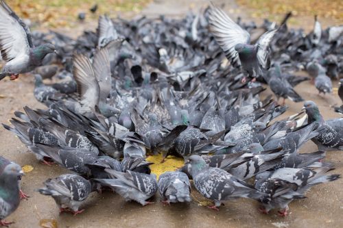 pigeons a flock of millet