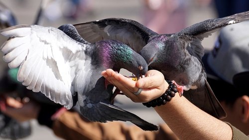 pigeons  feed  hand
