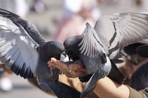 pigeons  feed  hand