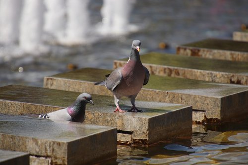 pigeons  fountain  berlin
