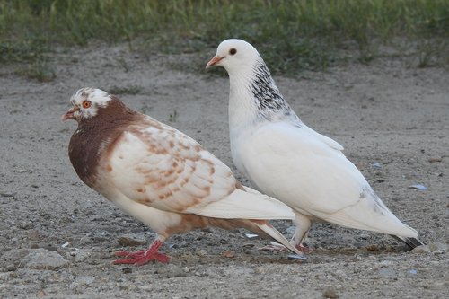 pigeons  dove  birds