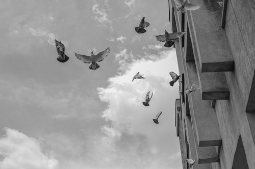 pigeons  sky  flight