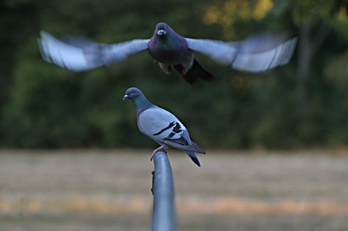 pigeons  flight  dove