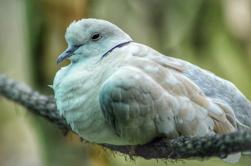 pigeons  bird  fauna
