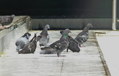 pigeons  birds  water