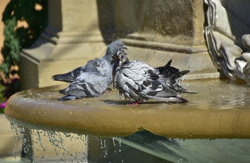 pigeons  water  nature