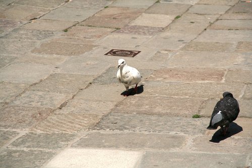 pigeons  venice  bird