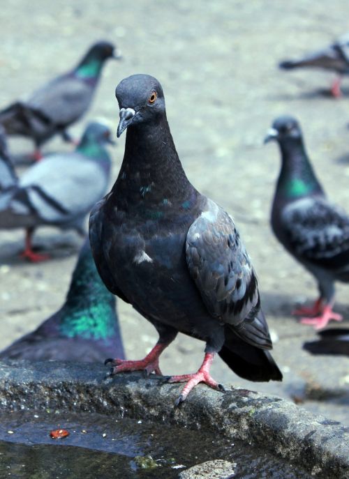 pigeons bird animals