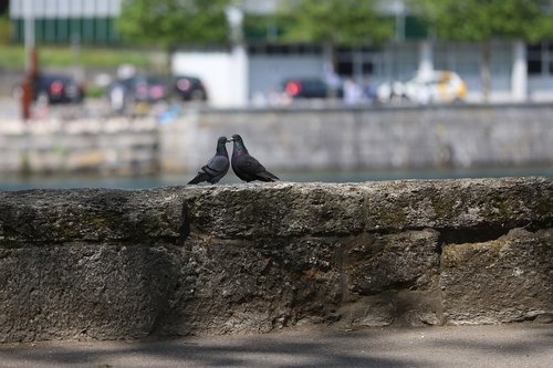 pigeons  togetherness  close