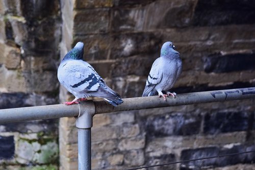 pigeons  birds  animal world