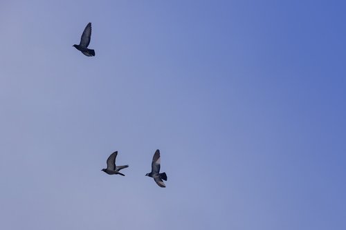 pigeons  flying  sky