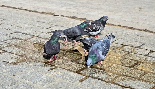 pigeons  birds  city
