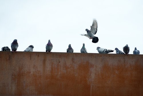 pigeons  rusty  city